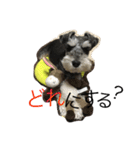Schnauzer no Kotaro desu（個別スタンプ：11）