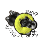 Schnauzer no Kotaro desu（個別スタンプ：12）