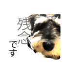 Schnauzer no Kotaro desu（個別スタンプ：13）