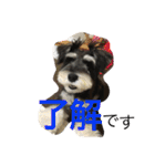 Schnauzer no Kotaro desu（個別スタンプ：14）