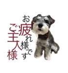 Schnauzer no Kotaro desu（個別スタンプ：15）