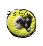Schnauzer no Kotaro desu（個別スタンプ：16）