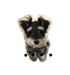 Schnauzer no Kotaro desu（個別スタンプ：17）