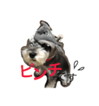 Schnauzer no Kotaro desu（個別スタンプ：18）