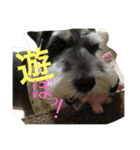 Schnauzer no Kotaro desu（個別スタンプ：19）