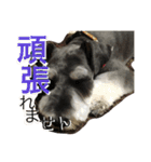 Schnauzer no Kotaro desu（個別スタンプ：20）