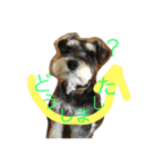 Schnauzer no Kotaro desu（個別スタンプ：21）