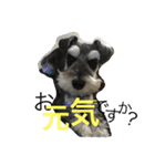 Schnauzer no Kotaro desu（個別スタンプ：22）