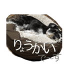 Schnauzer no Kotaro desu（個別スタンプ：23）