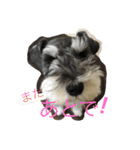 Schnauzer no Kotaro desu（個別スタンプ：24）