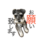 Schnauzer no Kotaro desu（個別スタンプ：25）