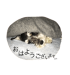 Schnauzer no Kotaro desu（個別スタンプ：26）