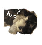 Schnauzer no Kotaro desu（個別スタンプ：27）