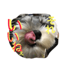 Schnauzer no Kotaro desu（個別スタンプ：28）
