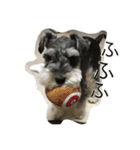 Schnauzer no Kotaro desu（個別スタンプ：29）