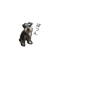 Schnauzer no Kotaro desu（個別スタンプ：30）