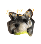 Schnauzer no Kotaro desu（個別スタンプ：31）