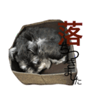 Schnauzer no Kotaro desu（個別スタンプ：32）