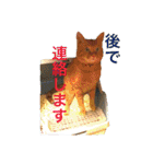 ネコとかいろいろ2（個別スタンプ：1）