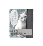 ネコとかいろいろ2（個別スタンプ：3）