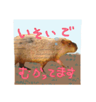 ネコとかいろいろ2（個別スタンプ：12）