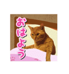 ネコとかいろいろ2（個別スタンプ：19）