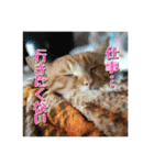 ネコとかいろいろ2（個別スタンプ：33）