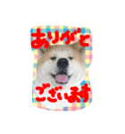 秋田犬 とまと、らいち、りんご、ぽてと（個別スタンプ：3）