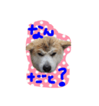 秋田犬 とまと、らいち、りんご、ぽてと（個別スタンプ：5）