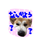 秋田犬 とまと、らいち、りんご、ぽてと（個別スタンプ：18）