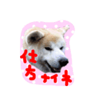 秋田犬 とまと、らいち、りんご、ぽてと（個別スタンプ：28）