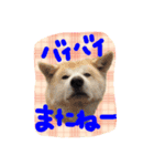 秋田犬 とまと、らいち、りんご、ぽてと（個別スタンプ：36）