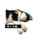 Hua＆Yuan（個別スタンプ：12）