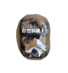 Hua＆Yuan（個別スタンプ：14）