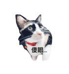 Hua＆Yuan（個別スタンプ：16）