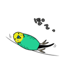 インコのコマちゃん（個別スタンプ：6）