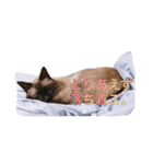 世界1(当社調べ)可愛いうちの子（個別スタンプ：5）