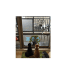 ねこ はな（個別スタンプ：1）
