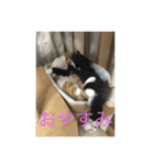 ねこ はな（個別スタンプ：2）