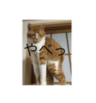 ねこ はな（個別スタンプ：3）