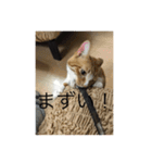 ねこ はな（個別スタンプ：4）