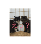 ねこ はな（個別スタンプ：5）