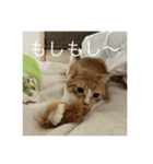 ねこ はな（個別スタンプ：6）