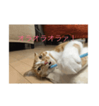ねこ はな（個別スタンプ：7）