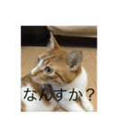 ねこ はな（個別スタンプ：8）