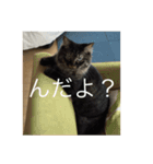 ねこ はな（個別スタンプ：9）