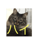 ねこ はな（個別スタンプ：10）