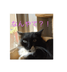 ねこ はな（個別スタンプ：12）