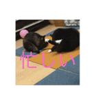 ねこ はな（個別スタンプ：13）