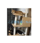 ねこ はな（個別スタンプ：16）